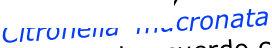 shapeimage_5_link_3